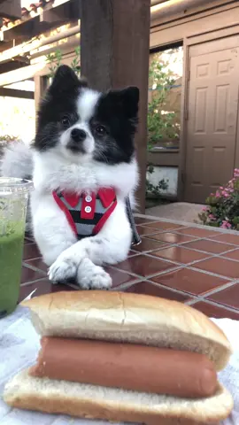 Would u share ur food? 🐶🌭 I̶n̶s̵t̴a̴: Huxleythepandapuppy #puppylove #turnofevents #springbroken