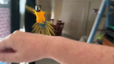 #recalltraining #blueandgoldmacaw #blue_and_gold_macaw #engagednotcaged #macaw #parrot #coolpets