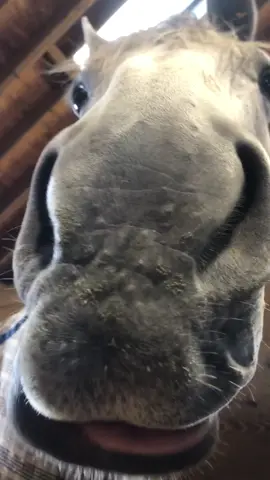 Love this girl❤️ Guess her name and I’ll follow you and duet a video. #horse #cute #dance