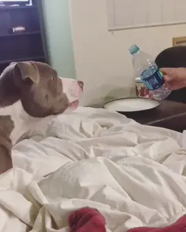 Dasani 👎 #dontyoulikeyou #dogsoftiktok #foryou #pitbull