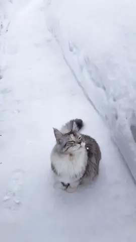 Winter wonderland #slowmo #peaceful #foryoypage #norge  #catsoftiktok #calming #mainecoon #norway