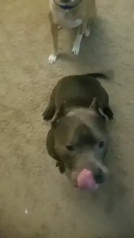 Hippo! #americanbully