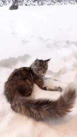 Tail #foryoupage #snow #cat #tail #myworld2030 #kawaii #neko