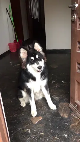 Marshall sabe contar. #alaskanmalamute #puppy #tricks #dog #doggo #cute #wait #perro #truco #like