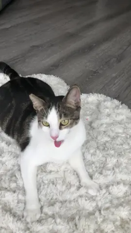 Gato con complejo de perro... final inesperado.