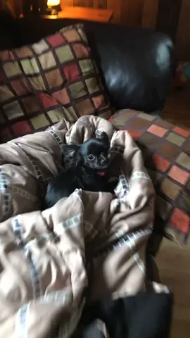 Puddinnnnnn😨!!!#featureme #tiktok #foryou #pets #dogs #airpods #foryoupage #feature