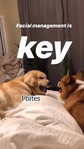 Faking to be a gentle boi. I can change my face in 0.01secs#tiktokpartner#dogoftiktok#fig