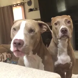 Cute but sassy 🐶 #pitbulls #dogsoftiktok #foryou #doglovers