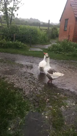 Wednesday afternoon greetings from our geese