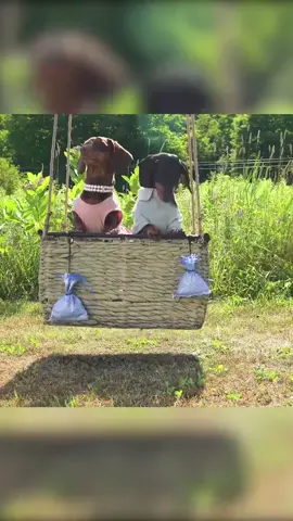 If I take Paisley on a 2nd date, where should I take her?! See full videos on my YouTube! #date #dog