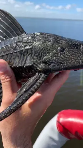 Armored catfish 👀 #blacktiph #weirdpets #pov