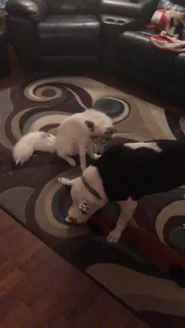 Lance Corporal facts#foryou#foryoupage#littlevictories#Love#pettv#zoo#whitefoxclub#lcfoxsquad#lol