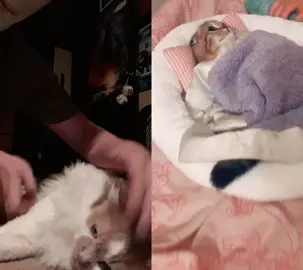 #duet with @kikiandbiscuit BRO, Y'ALL BISCUIT HAS A SON!?!? #foryou #HailKingBiscuit