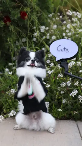 Who would u ship Huxley with? @scout2015 ? 🐼 Duet this and we’ll check ur vid! 🐶❤️#weirdpets