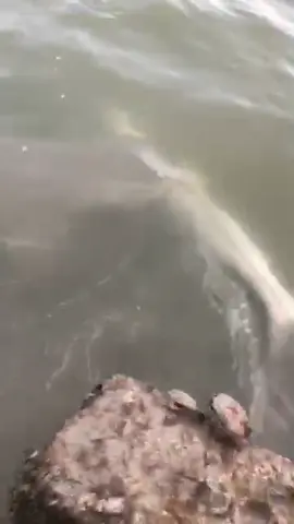 I did not see that one coming... 👀🐟😭 #fishing #fail #foryou #tiktok #ryanizfishing