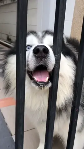 ขอไปเที่ยวด้วยนะ  #pipopeepoosiberianhusky #ยิ้มสดใสให้โลกสวยงาม #siberianhusky