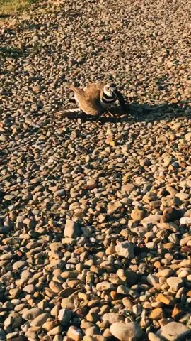 BREAKING NEWS: Day 15 & I’m so very sad to say that mama #killdeer (aka: Karen) only has 3 eggs now!