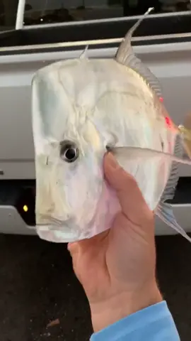 One of the coolest looking fish in the ocean! #blacktiph #welcometotiktok #nobodyme