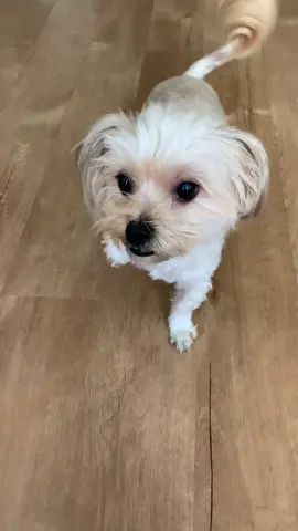 She broke her nail and refuses to walk on her paw now... this is a #mood #diva #dog #sarati