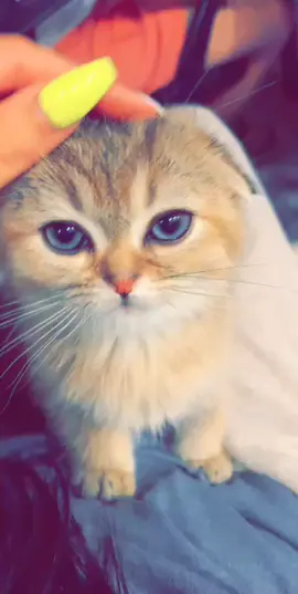 Princess Sophie 🐈