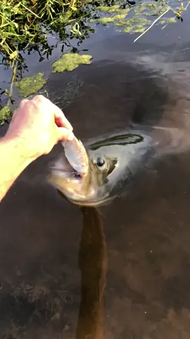 Giant bass 😱😱 #thefishwhisperer #tiktok #crazy #viral #foryou #tastetest