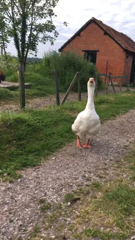 Good morning from cuthbert #cuthbertthegoose #goose