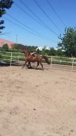 En daar ging@nicole_.horse zonder zadel 🙈😂  #gehuurd #Zen #fail #zonderzadel #foryou #foryoupage
