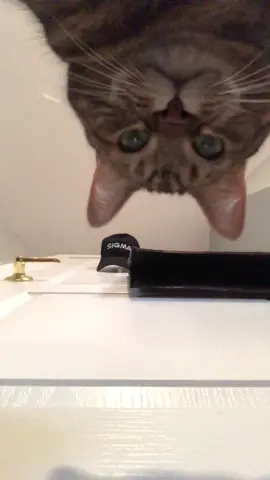 enterting new demesion #foryou #cat