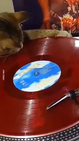 DJ Meow-remix presents #animaltricks #tiktok