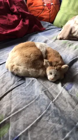 My cat isn’t allowed on my bed ever again! 😾 #foryou #fyp #foryoupage #viral #trending #4u