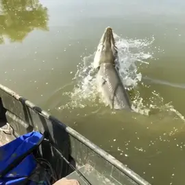 Giant alligator gar getting airborne 🐊🐟 #thefishwhisperer #hererightnow #fyp #foryou #fish