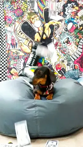#PayDay feeling 🤑 #PetsOfTikTok #dailyfluff #dachshund #dog #bestinshow #fridayfeeling