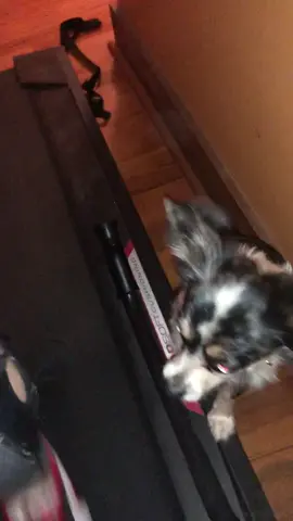 My dog tries to save me from the treadmill #animals #pets #dogs #PetsOfTikTok #weirdpets #Running