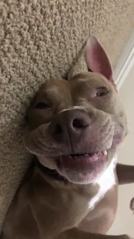 🦈 #teef #pitbull #babyshark #foryou #normalisboring #fyp #dogsoftiktok