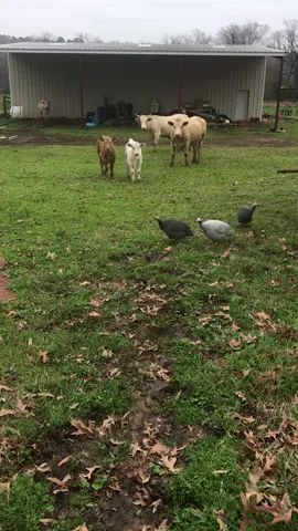 What are THOSE? #farm #farmlife #lifeonthefarm #cows #cowlife #ranching #foryou #foryourpage