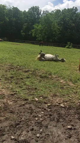 Didn’t know if she wanted to get up or not #horse#horses#horseriding#equestrian#horserider#foryou