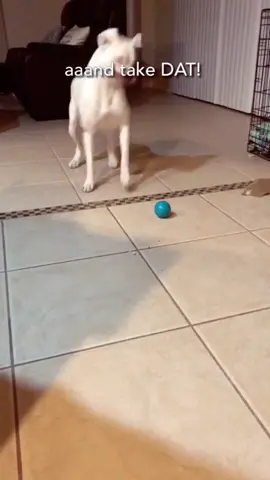 A talkin bol? 🎾😳 #doggo #clowningaround #weirdpets #funnydogs #boxer #cutedogs #dogs #unboxing