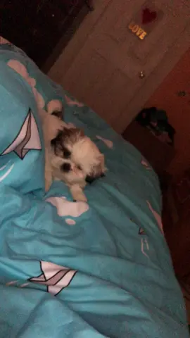 Mr. Sweet Face. 😍 #shihtzu #puppy #cooper #puppylove #vivadavida