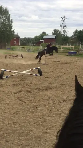 Cato jumped 1m/3ft and kris 80cm/2’7ft btw the last video got 65k+ views thx guys #foryou