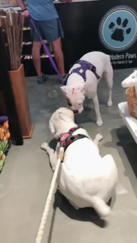 Ran into my fren Mia at our favorite store! #doggo #boxer #funnydog #dogs #puppylove #sillydog