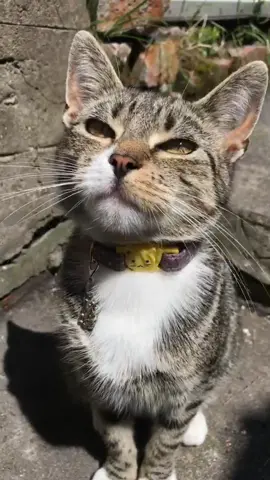 On a scale of 1-10 how good was Mittens at hitting the Woah😂🤗❤️ #Foryoupage