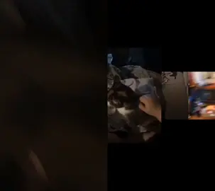 #dueting with all the animals #foryourpage