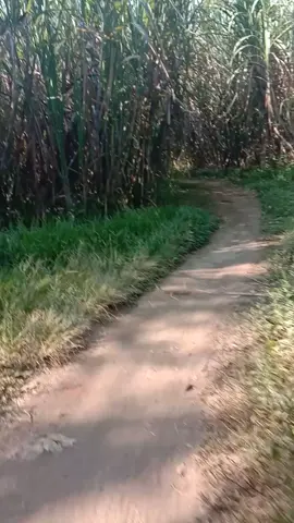 alessia. jalan ke bululawang saya melewati kebun tebu kalau malam, sangat sejuk dan peteng###