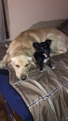 They snuck up on me p. 28288😨❤️#foryou #foryoupage #feature #featureme #tiktok #pets #dogs