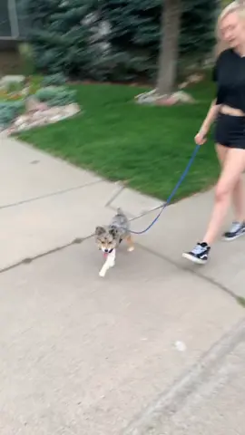 Skateboards and walks