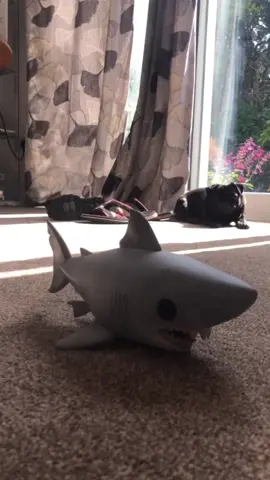 DONT THINK THAT JUST COZ WE ON LAND WE SAFE FROM SHERKS