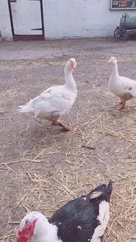 Cabbage treats for cuthbert #cuthbertthegoose
