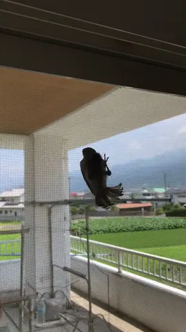 昨日、おかんが、天国に旅立った。スズメになって最後の別れやんな！産んでくれて〝ありがとう〟おかんの子供でよかった。#おすすめ