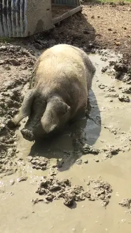 A hot Sunday so it’s time for a wallow in the mud for Marlene #petpig #wallow