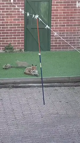 Savage fox fight 🦊 #fyp #foryou #foryoupage #viral #thehook